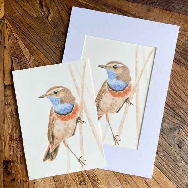 Print blauwborst