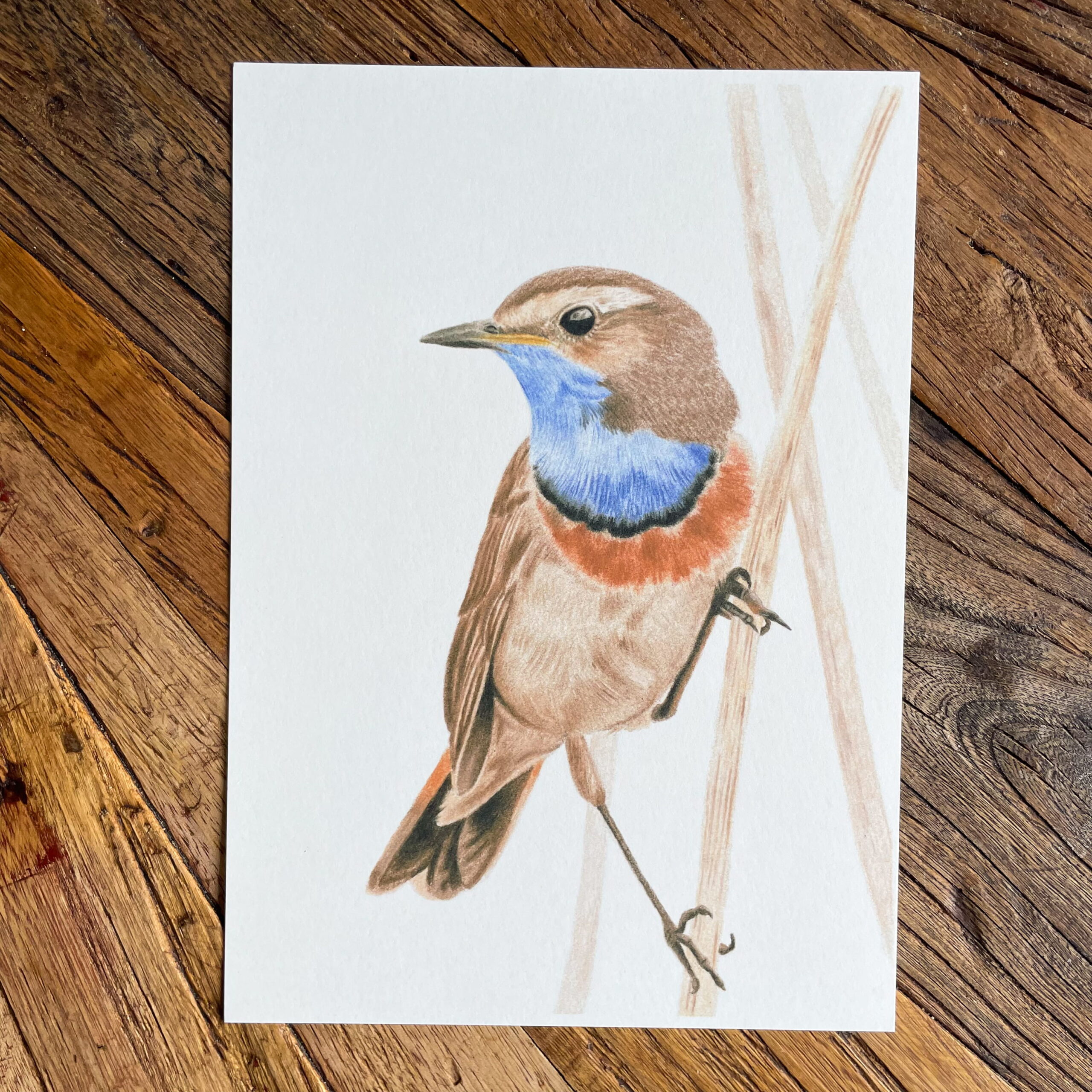 Print blauwborst - Afbeelding 2